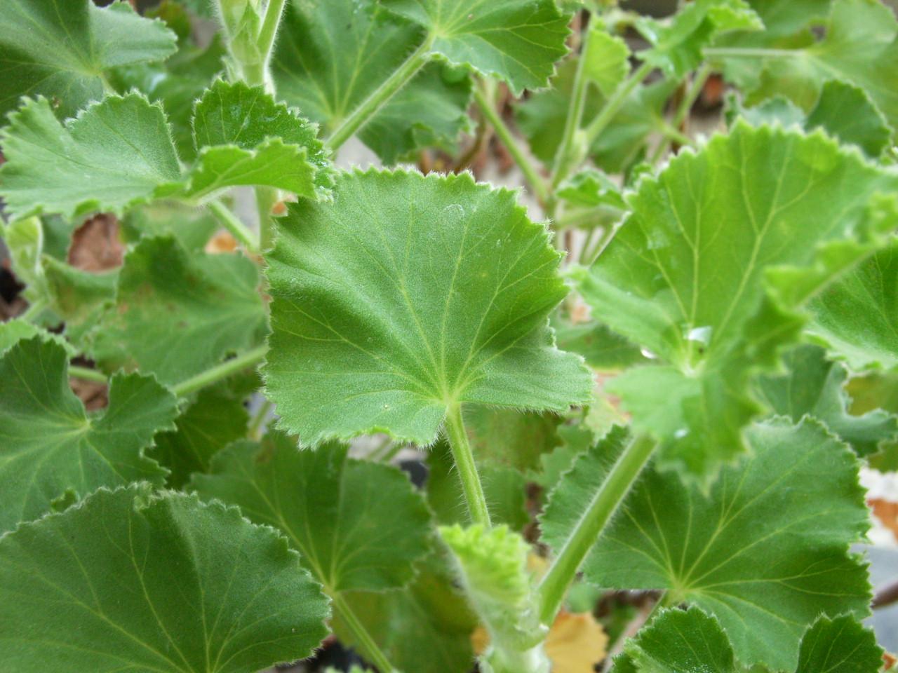 ゼラニウムの葉の違い: 怠け者の散歩道2